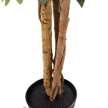Naložite sliko v pregledovalnik galerije, Umetni les ficus - 160 cm
